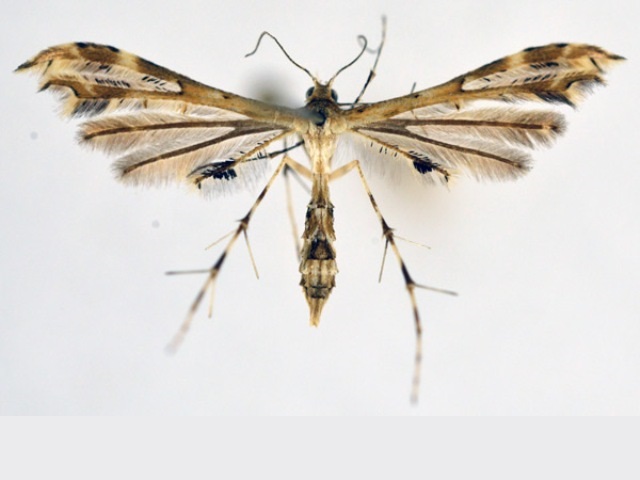 Sphenarches anisodactylus